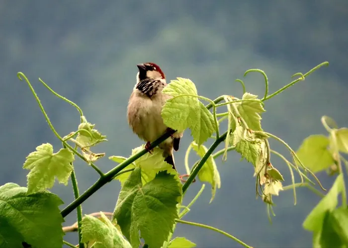 La Vrille - D'hotes בית הארחה 3*
